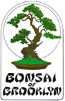 Bonsai tree supplies and bonsai trees - Bonsai of Brooklyn