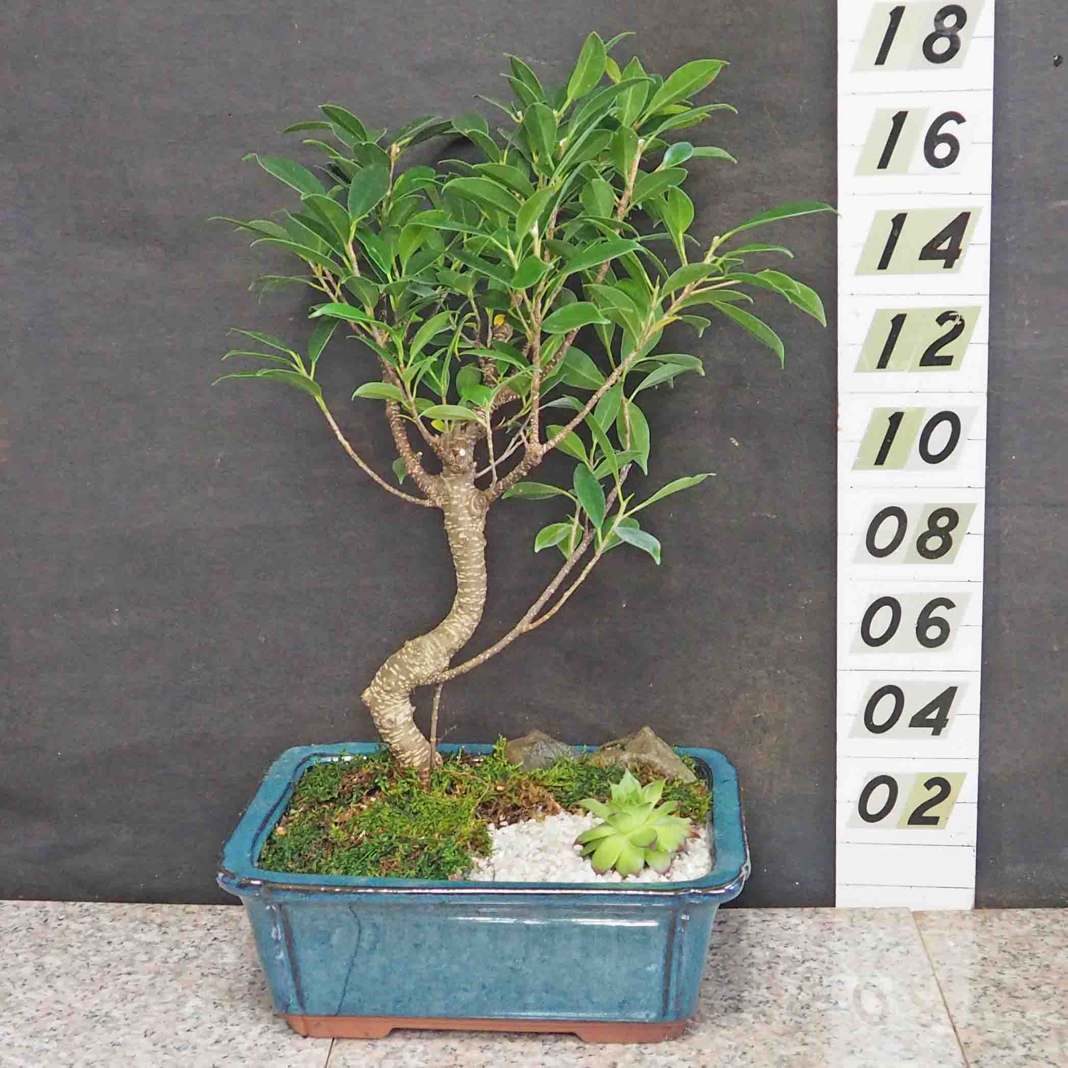 Bonsai tree supplies and bonsai trees Ficus Sub Tropical Bonsai Trees