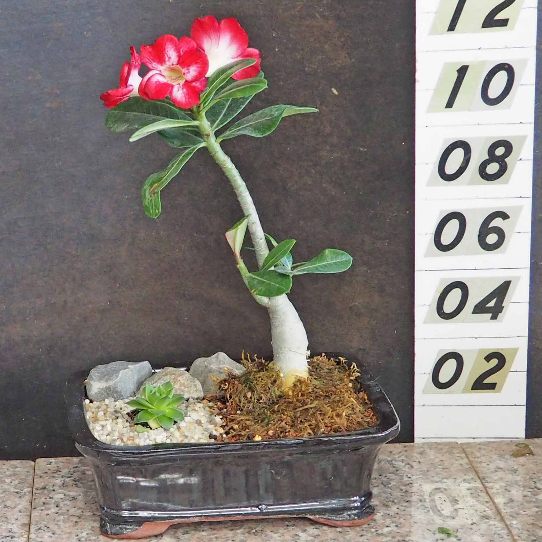 Flowering Desert Rose