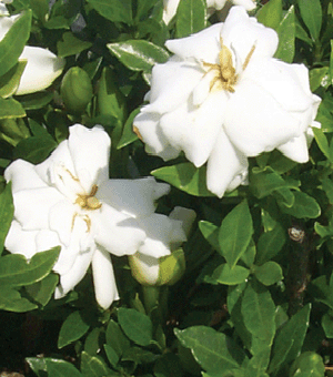 gardenia-flower