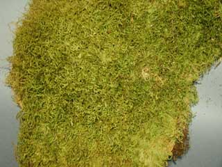 sphagnum